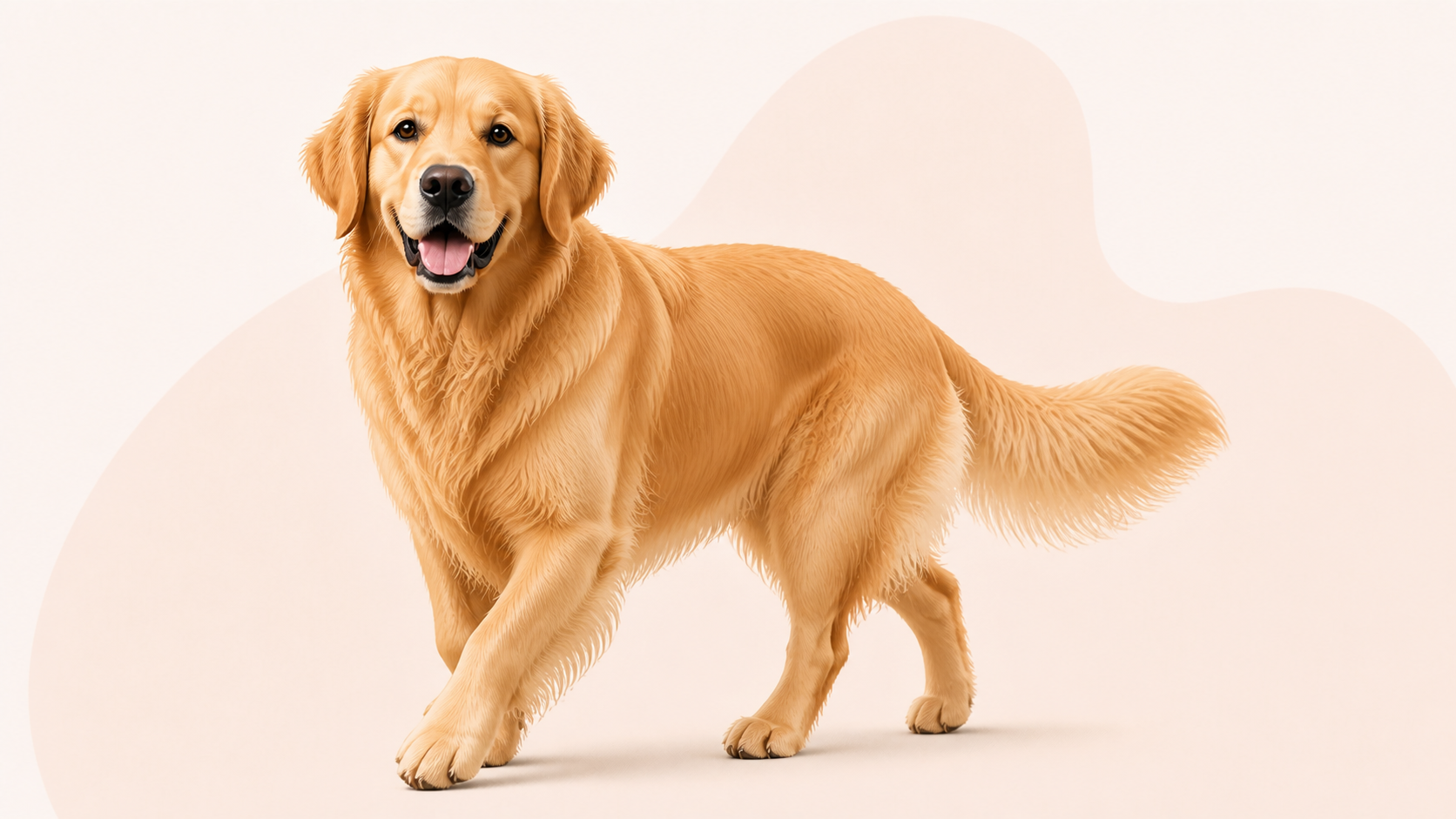 Golden retriever
